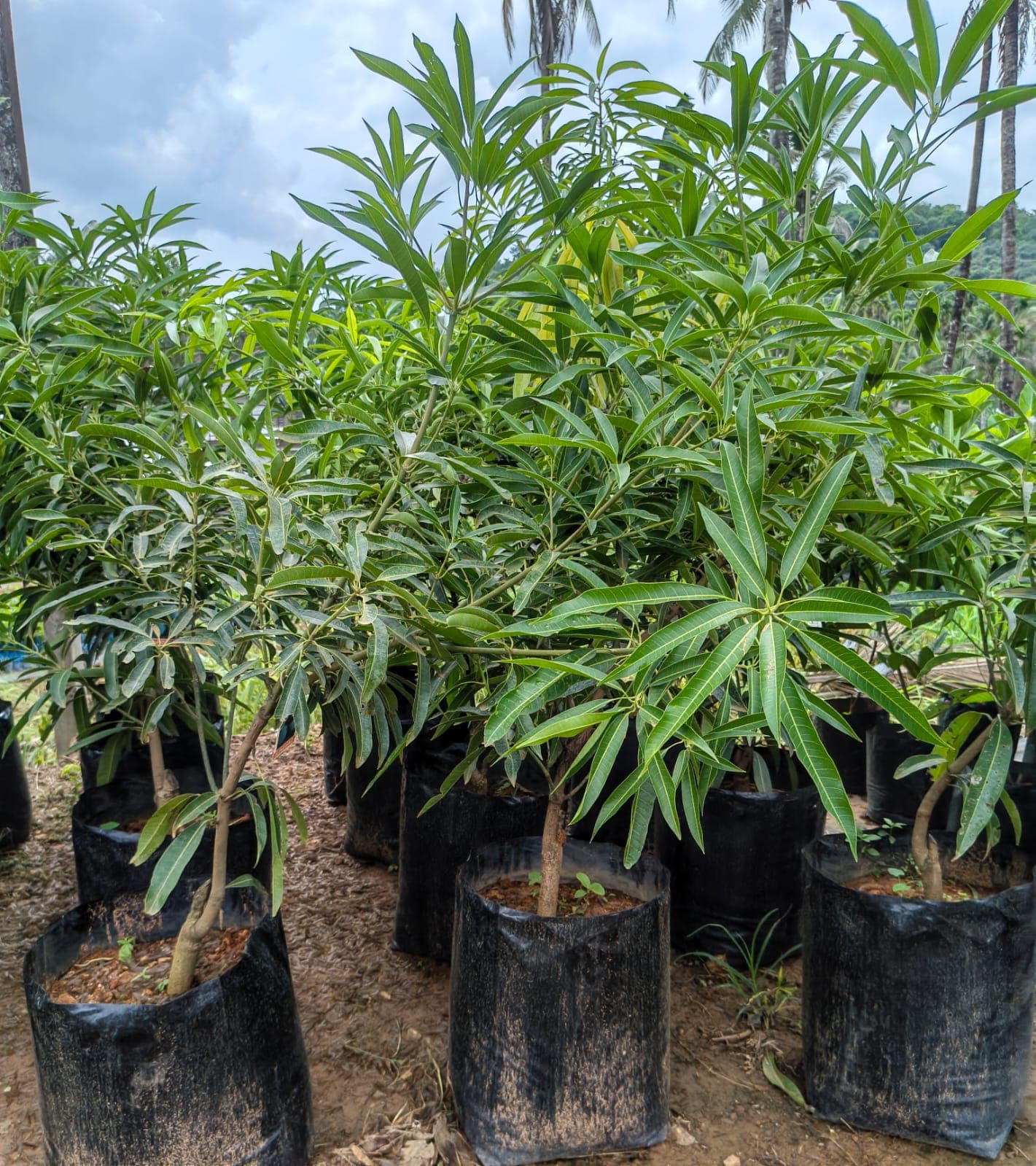 Vavanikunnel Nursery Gallery 1