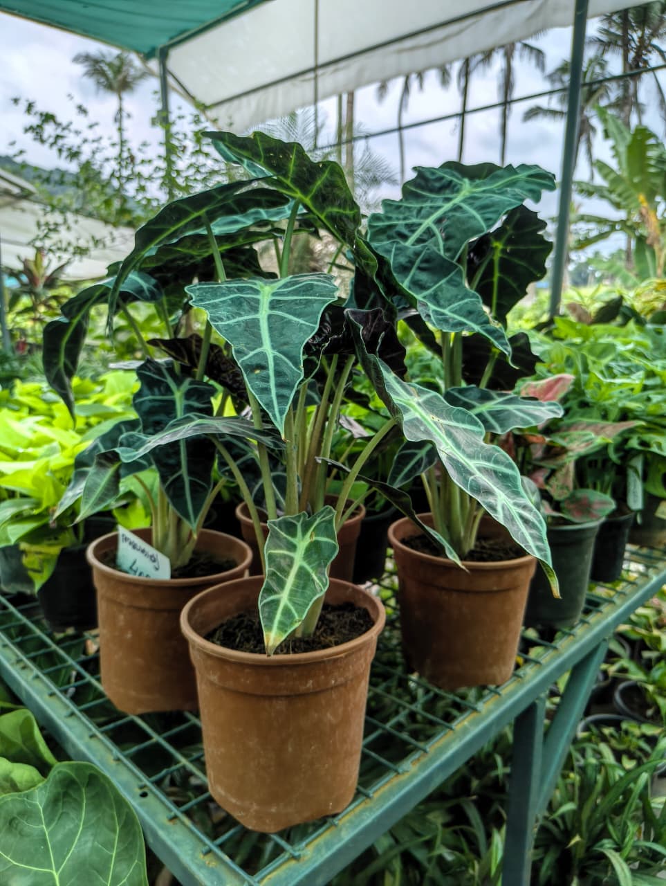 Vavanikunnel Nursery Gallery 4